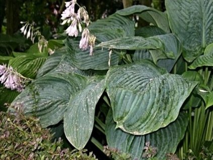 Hosta 'Empress Wu' - Hosta 'Empress Wu'