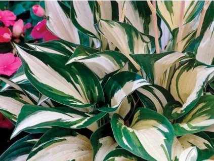 Hosta 'Fire and Ice' - Hosta 'Fire and Ice'