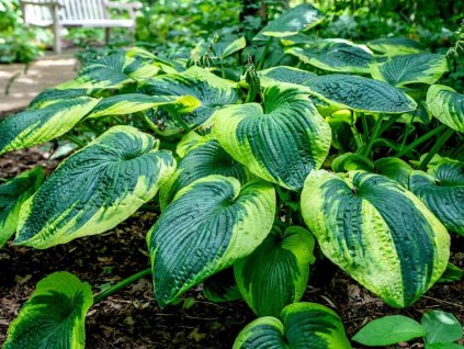 Hosta 'Frances Williams' - Hosta 'Frances Williams'