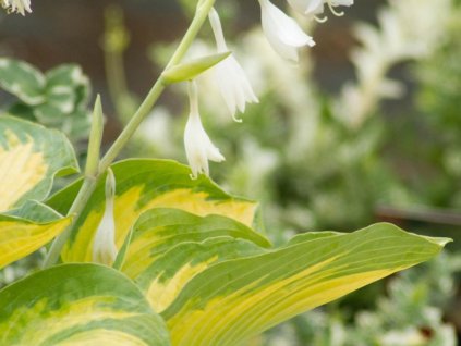 Hosta 'George Smith' - Hosta 'George Smith'