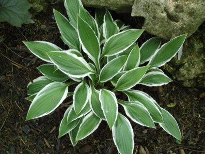 Hosta'Ginko Craig'  - Hosta 'Ginko Graig'