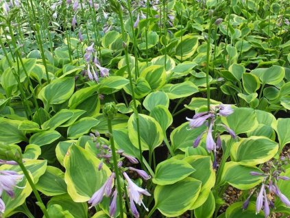 Hosta 'Golden Tiara' - Hosta 'Golden Tiara'