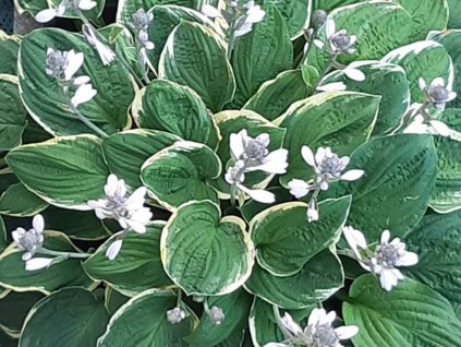 Hosta 'Christmas Tree' - Hosta 'Christmas Tree'