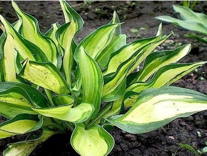 Hosta 'Lakeside Little Tuf' - Hosta 'Lakeside Little Tuf'
