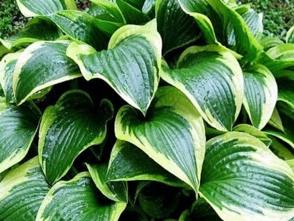 Hosta 'Queen Josephine' - Hosta 'Queen Josephine'