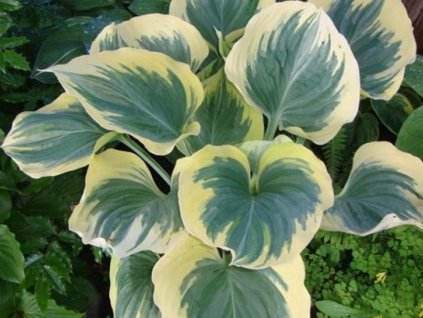 Hosta 'Snow Cap' -  Hosta 'Snow Cap'