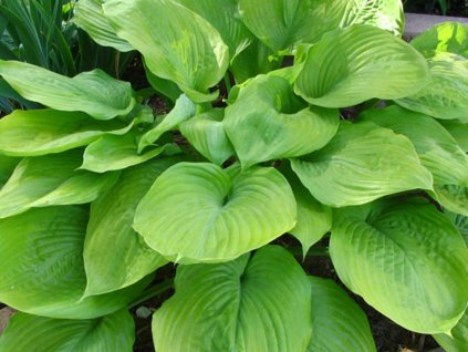 Hosta 'Sum and Substance' - Hosta 'Sum and Substance'