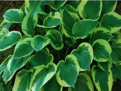Hosta 'Twilight' - Hosta 'Twilight'