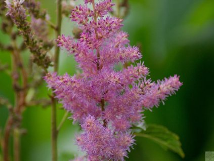 Astilba Arendsova 'Amethyst' - Astilbe arendsii 'Amethyst'