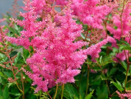 Astilba Arendsova 'Anita Pfaifer' - Astilbe x arendsii 'Anita Pfaifer'