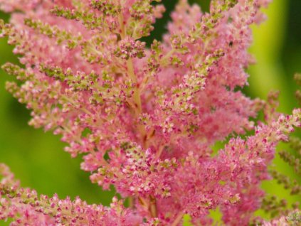 Astilba Arendsova 'Elizabeth Bloom ®' - Astilbe arendsii 'Elizabeth Bloom'