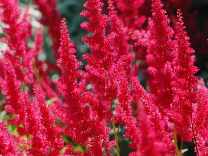Astilba  Arendsova 'Fanal' - Astilbe x arendsii 'Fanal'