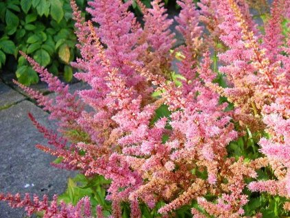 Astilba Arendsova 'Flamingo®' - Astilbe arendsii 'Flamingo'