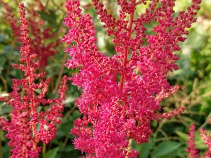 Astilba  Arendsova 'Granat' - Astilbe x arendsii 'Granat'