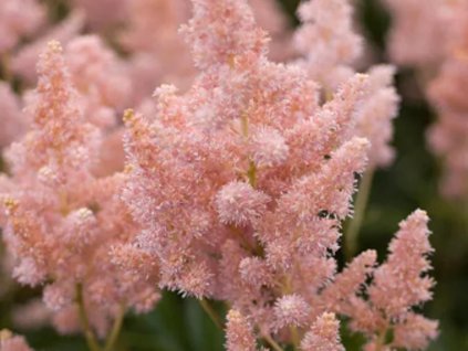 Astilba Arendsova 'Sister Theresa' - Astilbe x arendsii 'Sister Theresa'
