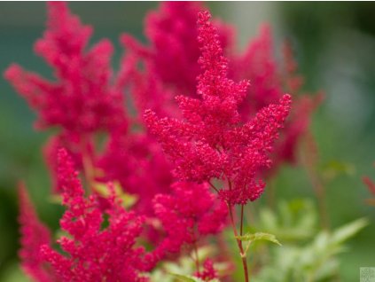 Astilba japonská 'Montgomery' - Astilbe japonica 'Montgomery'