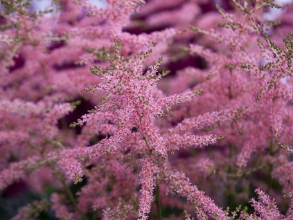 Astilba simplicifolia 'Henny Graafland' - Astilbe simplicifolia 'Henny Graafland'