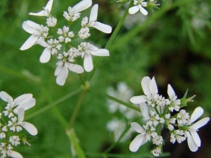 Čechrica voňavá - Myrrhis odorata