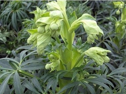 Čemerica smradľavá - Helleborus foetidus