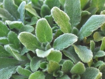 Čistec vlnatý 'Silky Fleece' - Stachys bysantina 'Silky Fleece'