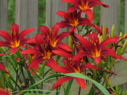 Ľaliovka 'Crimson Pirate' - Hemerocallis 'Crimson Pirate'