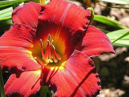 Ľaliovka 'Red Pinocchio' - Hemerocallis 'Red Pinocchio'