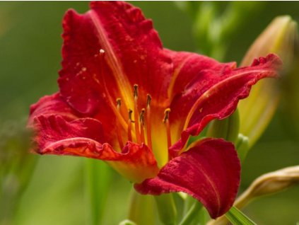 Ľaliovka 'Red Rum' - Hemerocallis 'Red Rum'
