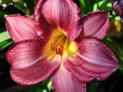 Ľaliovka 'Summer Wine' - Hemerocallis 'Summer Wine'
