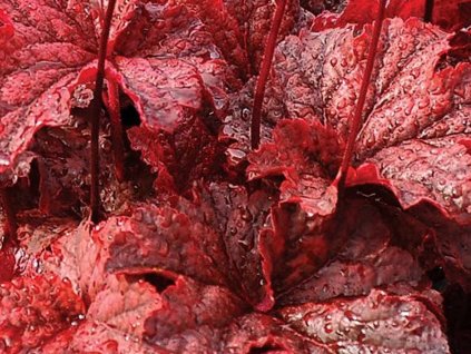 Heuchera 'Cajun Fire' - Heuchera 'Cajun Fire'