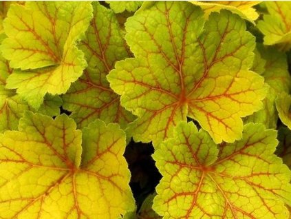 Heuchera 'Electra' (EU29064) - Heuchera 'Electra' (EU29064)