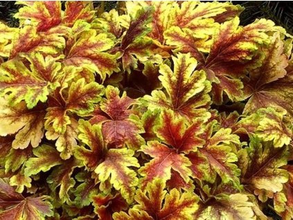 Heuchera 'Golden Zebra' - Heucherella 'Golden Zebra'