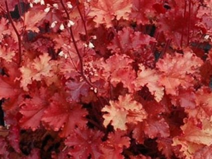 Heuchera 'Peach Crisp' - Heuchera 'Peach Crisp'