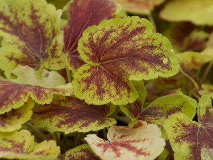 Heuchera 'Solar Eclipse' - Heucherella 'Solar Eclipse'