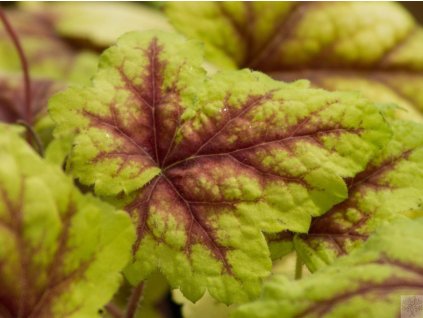 Heuchera 'Stoplight' - Heucherella 'Stoplight'