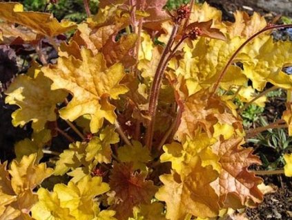 Heuchera záhradná 'Ginger Ale' (EU23085) - Heuchera 'Ginger Ale'