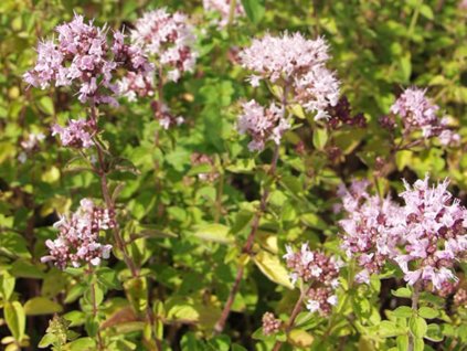 Oregáno, Pamajorán obyčajný 'Aureum' - Origanum vulgare 'Aureum'