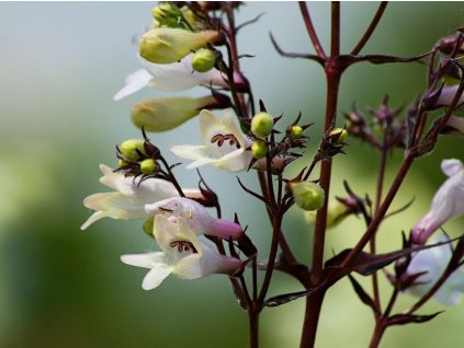 Dračík prstnatý 'Husker Red Strain' - Penstemon digitalis 'Husker Red Strain'