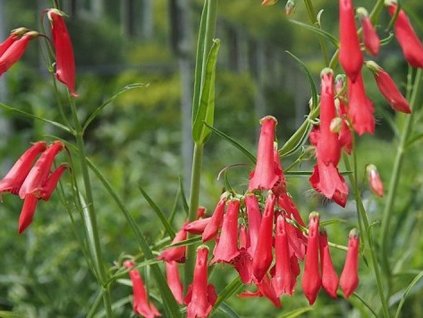 Dračík fúzatý 'Coccineus' - Penstemon barbatus 'Coccineus'