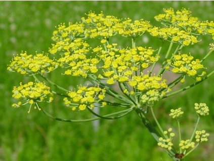 Fenikel obyčajný - Foeniculum vulgare