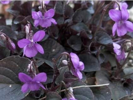 Fialka labradorská 'Purpurea' - Viola labradorica 'Purpurea'