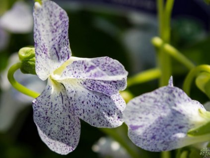 Fialka motýlikovitá 'Freckles' - Viola sororia 'Freckles'