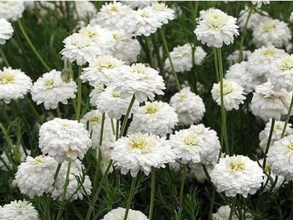 Harmanček rímsky 'Plenum' - Chamaemelum nobile 'Plenum'