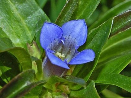 Horec krížatý - Gentiana cruciata