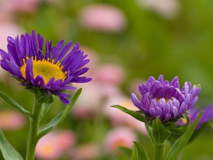 Astra alpínska 'Goliath' - Aster alpinus 'Goliath'