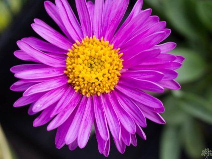 Astra alpínska 'Happy End' - Aster alpinus 'Happy End'