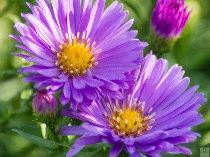 Astra krovitá 'Blaue Lagune' - Aster dumosus 'Blaue Lagune'
