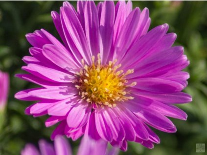 Astra krovitá 'Heinz Richard' - Aster dumosus 'Heinz Richard'