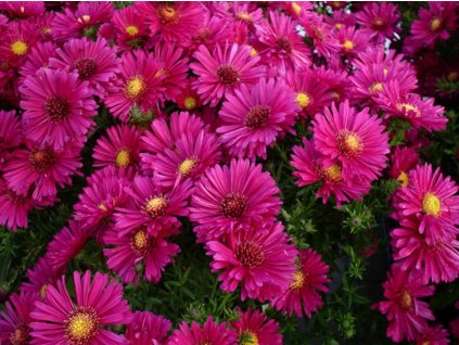 Astra krovitá 'Jenny' - Aster dumosus 'Jenny'