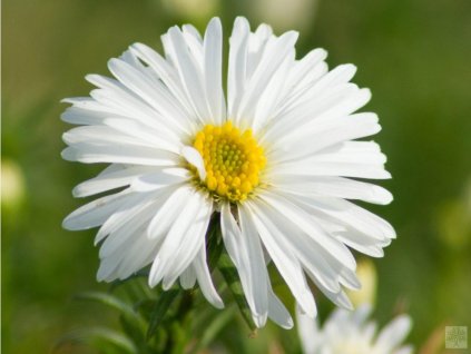 Astra krovitá 'Kristina' - 'Aster dumosus 'Kristina'