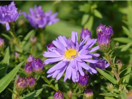 Astra krovitá 'Prof. Anton Kippenberg' - Aster dumosus 'Prof. Anton Kippenberg'
